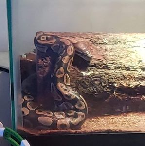 Meet your Posher, Junior